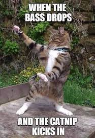 We did not find results for: 60 New Hot Funniest Cat Memes To Welcome 2020 Cute Cat Memes Cat Quotes Funny Funny Cat Pictures