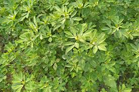 Fenugreek stimulates breast milk production. How To Grow Fenugreek Gardener S Path