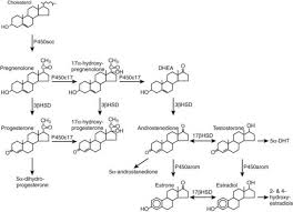 Dollar a è gestörte steroidhormonsynthese, insbesondere der. Ovarian Hormone Synthesis Oncohema Key