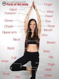 Female anatomy muscle human anatomy back anatomy back muscles female and male body female anatomy body female anatomy muscole woman human body male anatomy illustration 3d human body. Woman Back Body Parts Name Novocom Top