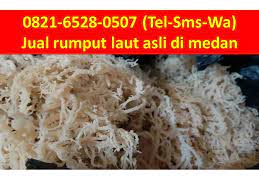 0821 6528 0507 Tel Sms Wa Rumput Laut Kering Di Kota Medan Kota Medan