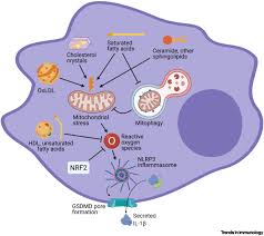 Check spelling or type a new query. Lipid Regulation Of Nlrp3 Inflammasome Activity Through Organelle Stress Trends In Immunology