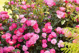 Its flowers have about 25 petals, and each is a candy pink with the reverse side in white. The Easiest Roses To Grow Better Homes Gardens