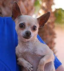 Nessie A Tiny 5 Pound Lovebug With Enormous Loving Potential Debuts For Adoption Today At Nevada Spca Www Nevadaspca Org Dog Happy Happy Dogs Chihuahua