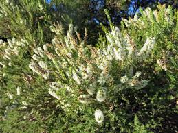 Image result for Melaleuca sp. A (Biegel 5741)