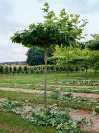 Dach Platanen Richtig Schneiden Platanen Baume Garten Und Garten