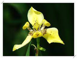 黃扇鳶尾 一個人與花草的生活 隨意窩xuite日誌 flower garden plants garden