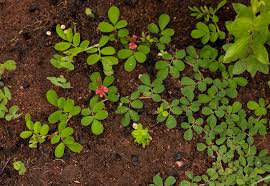 Image result for Indigofera oxalidea