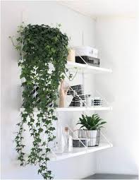 19 Best Indoor Vines Climbers You Can Grow Easily In Your Home Indoor Vines Growing Plants Indoors Plants