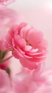 Pink Roses Live Wallpaper Android Apps On Google Play Canli Pembe Pembe Gul Egzotik Cicekler