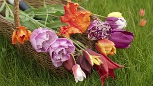 Maybe you would like to learn more about one of these? Frilly Tulips Glorious Magnolia 10 Of The Best Flowers And Shrubs To Plant For April