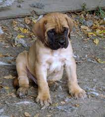 English Mastiff Puppy Mastiff Puppies English Mastiff Puppies English Mastiff