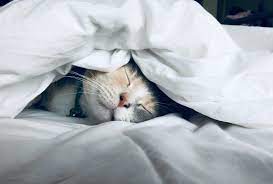 Are Weighted Blankets Safe For Cats And Dogs Corala Blanket