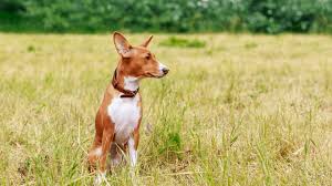 Check out the answer to that in our list now! Best Medium To Large Short Haired Dog Breeds That Don T Shed Alpha Pets Uk