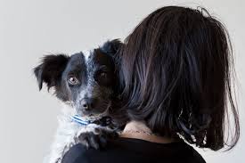 Maybe you would like to learn more about one of these? Lost And Found Rspca Nsw
