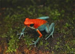 Image result for Porphyrostemma grantii