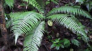 Image result for Strephonema mannii