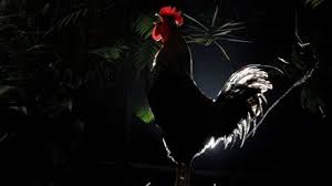 Check spelling or type a new query. Ini Yang Akan Terjadi Jika Ayam Jago Berkokok Tengah Malam Atau Angsa Tidur Berdiri Dengan Satu Kaki Halaman 2 Serambi Indonesia