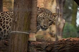 Zoo płock po raz pierwszy szczęśliwymi rodzicami została para naszych tygrysów: Nie Dal Drapaka Ale Go Dostal Lampart Z Zoo Plock Bawi Sie Jak Kotek Wideo Zdjecia Plock Super Express