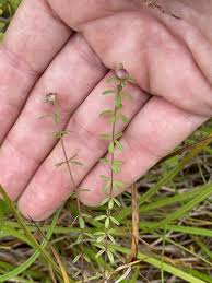Image result for Galium thunbergianum