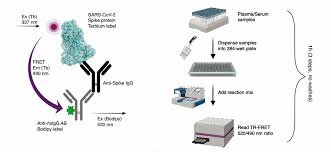 Combined, these are our best bets while awaiting better. A New Gold Standard Test For Covid 19 Antibodies Department Of Chemistry And Chemical Biology