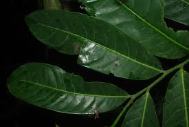 Image result for isolona lebrunii