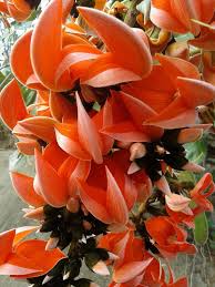 Mana Telangana - Guess this flower. | Facebook