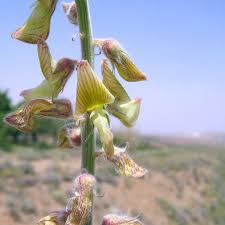 Image result for Crotalaria onobrychis