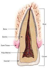 Trauma And Nerve Damage To Teeth