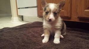 Why buy a border collie puppy for sale if you can adopt and save a life? Auggie Puppies For Sale In Eden Indiana Classified Americanlisted Com