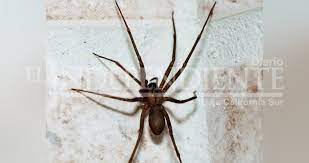Características, reproducción.▷ 【 araña violinista 】 ◁【caracteristicas, que comen, como se reproducen】. Arana Violinista 15 Veces Mas Letal Que Una Cobra Diario El Independiente