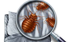 Understand how bed bugs are spread and the value of early detection for effective treatment. Bed Bugs Infestations Exterminator Clayton Michigan