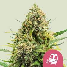 Buy Trainwreck feminized cannabis seeds - Royal Queen Seeds USA