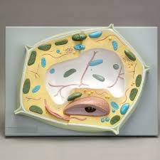 Maybe you would like to learn more about one of these? Altay Plant Cell Model Carolina Com