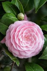 Japanese Camelia Beautiful Pink Flowers Beautiful Flowers Camellia Flower