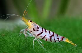 Caridina Cf Cantonensis Tiger Jpg 1024 669 Freshwater Aquarium Shrimp Tropical Fish Aquarium Betta Fish Types