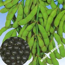 Image result for Brazzeia soyauxii