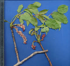 Image result for Sclerocarya