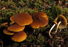 Image result for Gymnosporia pubescens