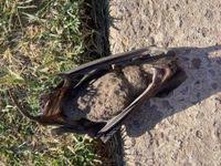 Image result for Perotis patens