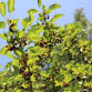 Blooms & Berries: Late Spring Foraging Walk