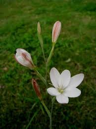 Image result for Hesperantha petitiana