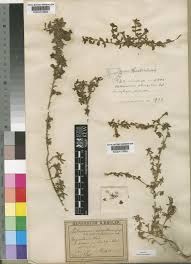 Image result for Aptosimum elongatum