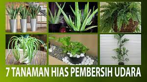 Berikut adalah daftar tanaman hias pembersih udara dalam ruangan: Tanaman Pembersih Udara Di Dalam Ruangan Berbagi Tanam