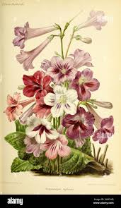 Image result for Streptocarpus eylesii