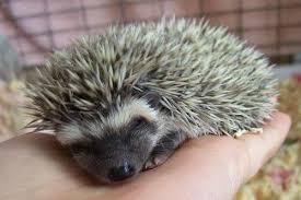 Baby Hedgehog Baby Hedgehog Hedgehog Pet Cute Hedgehog