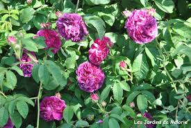 Son parfum intense est typique des centifolias sur une fleur rose vif avec une quarantaine de pétales. Focus Sur Le Rosier Charles De Mills Les Jardins De Malorie