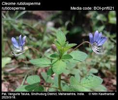 Image result for Cleome rutidosperma