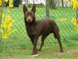Avustralyali Kelpie
