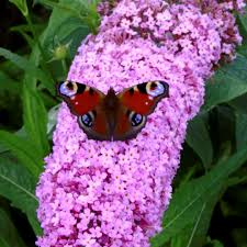 Butterflies flutter over the garden, drinking deeply from the sweetly scented blossoms of the butterfly bush the butterfly bush has invasive tendencies, reseeding freely and spreading to roadsides. Buddleja Davidii Pink Delight